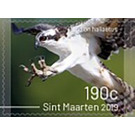 Birds of Sint Maarten - Caribbean / Sint Maarten 2019 - 190