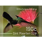 Birds of Sint Maarten - Caribbean / Sint Maarten 2019 - 190