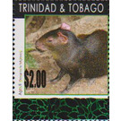 Black Agouti (Dasyprocta fuliginosa) - Caribbean / Trinidad and Tobago 2019 - 2