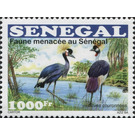 Black Crowned Crane (Balearica pavonina) - West Africa / Senegal 2015