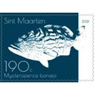 Black Grouper (Mycteroperca bonaci) - Caribbean / Sint Maarten 2021