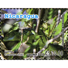 Black Iguana (Ctenosaura similis) - Central America / Nicaragua 2012 - 10