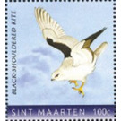 Black-shouldered kite (Elanus axillaris) - Caribbean / Sint Maarten 2020