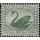 Black Swan (Cygnus atratus) - Western Australia 1910