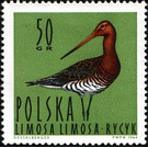 Black-tailed Godwit (Limosa limosa) - Poland 1964 - 50