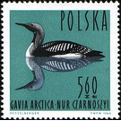 Black-throated Loon (Gavia arctica) - Poland 1964 - 5.60