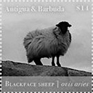 Blackface Sheep (Ovis aries) - Caribbean / Antigua and Barbuda 2020 - 14