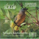 Blue-and-yellow Tanager (Thraupis bonariensis) - South America / Ecuador 2019 - 0.50