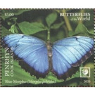 Blue Morpho (Morpho peleides) - Polynesia / Penrhyn 2020 - 5