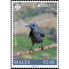 Blue Rock Thrush (Monticola solitarius) - Malta 2019 - 2