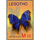 Blue Salamis Butterfly (Salamis temora) - South Africa / Lesotho 2007 - 10