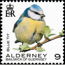 Blue Tit - Alderney 2020 - 9