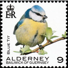 Blue Tit - Alderney 2020 - 9