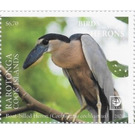Boat-Billed heron (Cochlearius cochlearius) - Cook Islands, Rarotonga 2020 - 6.75