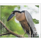 Boat-Billed heron (Cochlearius cochlearius) - Cook Islands, Rarotonga 2020 - 6.75