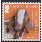 Boer Goat (Capra aegagrus hircus) - Caribbean / Cayman Islands 2017 - 20