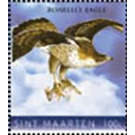 Bonelli's eagle (Aquila fasciata) - Caribbean / Sint Maarten 2020