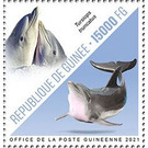 Bottlenose Dolphin (Tursiops truncatus) - West Africa / Guinea 2021