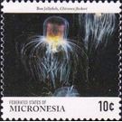 Box jellyfish - Micronesia / Micronesia, Federated States 2015 - 10