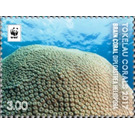 Brain coral (Diploastrea heliopora) - Polynesia / Tokelau 2017 - 3