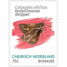 Brazilian Skipper (Calpodes ethlius) - Caribbean / Bonaire 2020 - 75