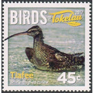 Bristle-thighes curlew - Polynesia / Tokelau 2017 - 45