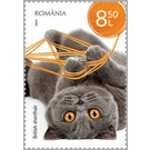 British Shorthair Cat - Romania 2020 - 8.50