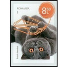 British Shorthair Cat - Romania 2020 - 8.50