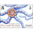 Brittle Star (Macrophiothrix demessa) - Polynesia / Pitcairn Islands 2019 - 4.60