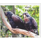 Bronze-Winged Parrot (Pionus chalcopterus) - Polynesia / Tonga 2020