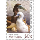 Brown Booby - Cocos (Keeling) Islands 2020 - 1.10