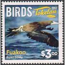Brown booby - Polynesia / Tokelau 2017 - 3