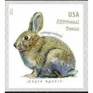 Brush Rabbit (Sylvilagus bachmani) - United States of America 2021