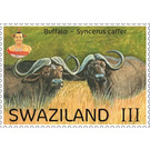 Buffalo (Syncerus caffer) - South Africa / Swaziland 2017