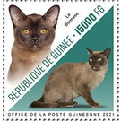 Burmese Cat - West Africa / Guinea 2021