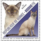 Burmese Cat - West Africa / Guinea 2021