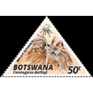 Burst Horned Baboon Tarantula (Ceratogyrus darlingi) - South Africa / Botswana 2020 - 50