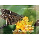 Butterflies of Sint Maarten - Caribbean / Sint Maarten 2019 - 190