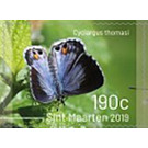Butterflies of Sint Maarten - Caribbean / Sint Maarten 2019 - 190
