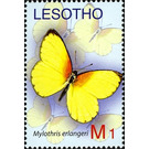 Butterfly (Mylothris erlangeri) - South Africa / Lesotho 2007 - 1