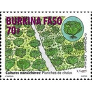 Cabbage - West Africa / Burkina Faso 2011 - 70