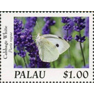 Cabbage White (Pieris rapae) - Micronesia / Palau 2020