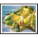 Caesalpinia vesicaria - Caribbean / Bahamas 2020 - 1
