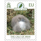 Calf of Man Shearwater Recovery Project - Great Britain / British Territories / Isle of Man 2021