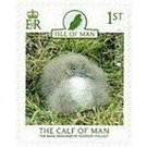 Calf of Man Shearwater Recovery Project - Great Britain / British Territories / Isle of Man 2021