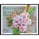 Callicarpa hitchockii - Caribbean / Bahamas 2020 - 15