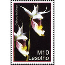 Calypso bulbosa - South Africa / Lesotho 2007 - 10