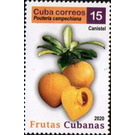 Canistel - Caribbean / Cuba 2020