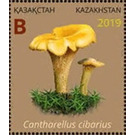 Cantharellus cibarius - Kazakhstan 2019