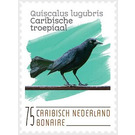 Carib Grackle (Quiscalus lugubris) - Caribbean / Bonaire 2020 - 75